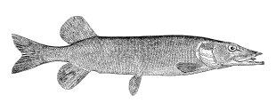 Illustration of a Musky