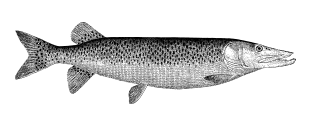 Illustration of a Pike