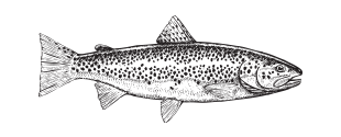 Illustration of a Trout