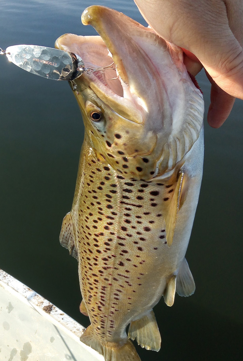 Photo of a brown trout with an Elmer hinckley spoon