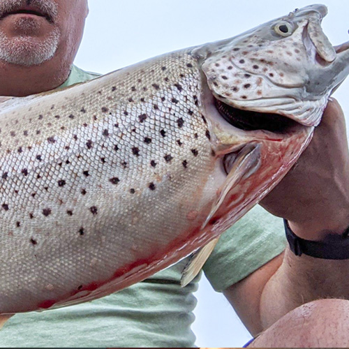 Close up photo of a rainbow trout caught with an Elmer Hinckley Model 35 flutter spoon.