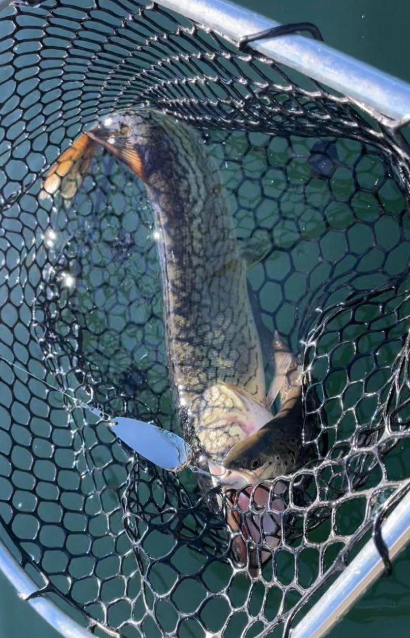 Photo of two fish hooked with one Elmer Hinckley spoon with a tarnished finish ina fishing net