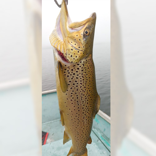 Close up photo of a brown trout caught with an Elmer Hinckley flutter Model 666 spoon.